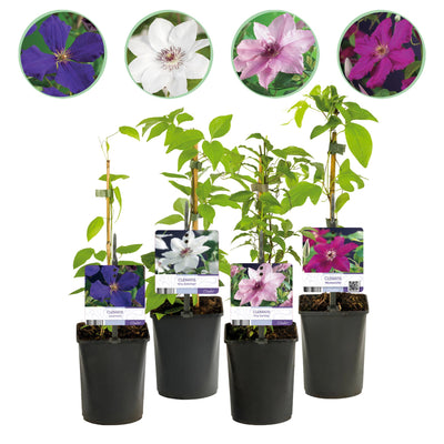 Clematis Rainbow: 4 Kletterpflanzen für bunte Gärten