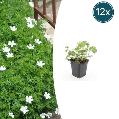 12x Geranium sanguineum 'Album' Staude, 10-25cm, Ø9cm