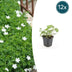 12x Geranium sanguineum 'Album' Staude, 10-25cm, Ø9cm Bild 1