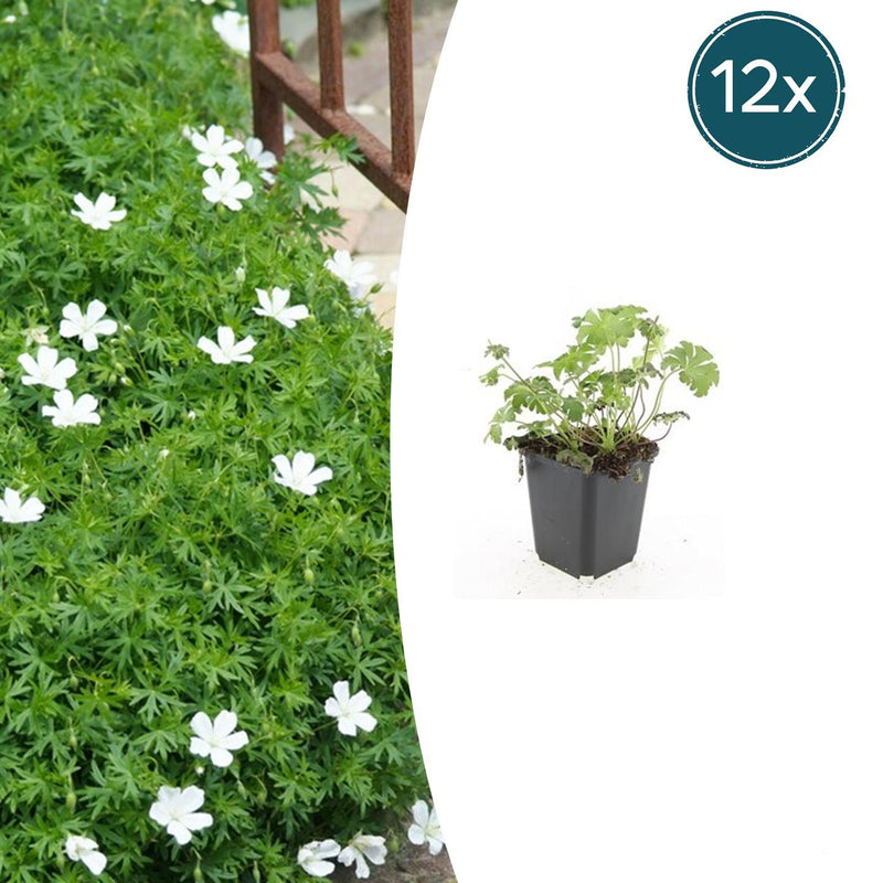 12x Geranium sanguineum 'Album' Staude, 10-25cm, Ø9cm