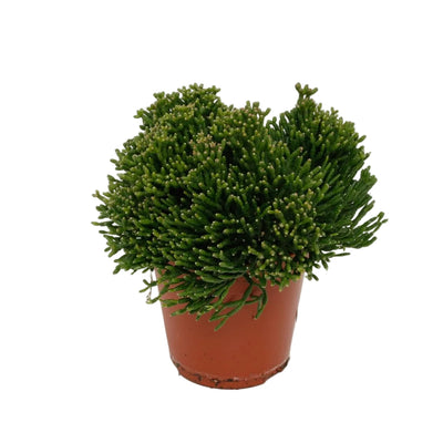 Hatiora Salicornioides (Tänzerkaktus) Ø12cm - ↕15cm