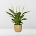 Spathiphyllum Friedenslilie im ELHO Vibes Fold Topf 14 cm gelb Bild 6