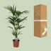 Howea Forsteriana (Kentia-Palme) Ø21cm - ↕120cm Bild 4