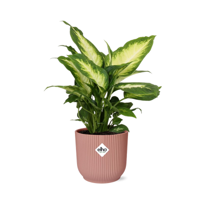 Dieffenbachia 'Camilla' im ELHO Vibes Fold Topf 14cm rosa