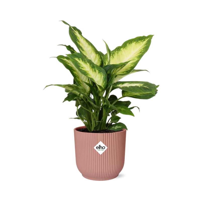 Dieffenbachia 'Camilla' im ELHO Vibes Fold Topf 14cm rosa