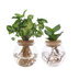 Bolglas Duo Clusia/Syngonium Hydroponik-Pflanzenmix Ø12cm Bild 1