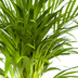 Dypsis Areca Lutescens: Üppige Goldpalme Ø19cm, 80-100cm hoch Bild 3