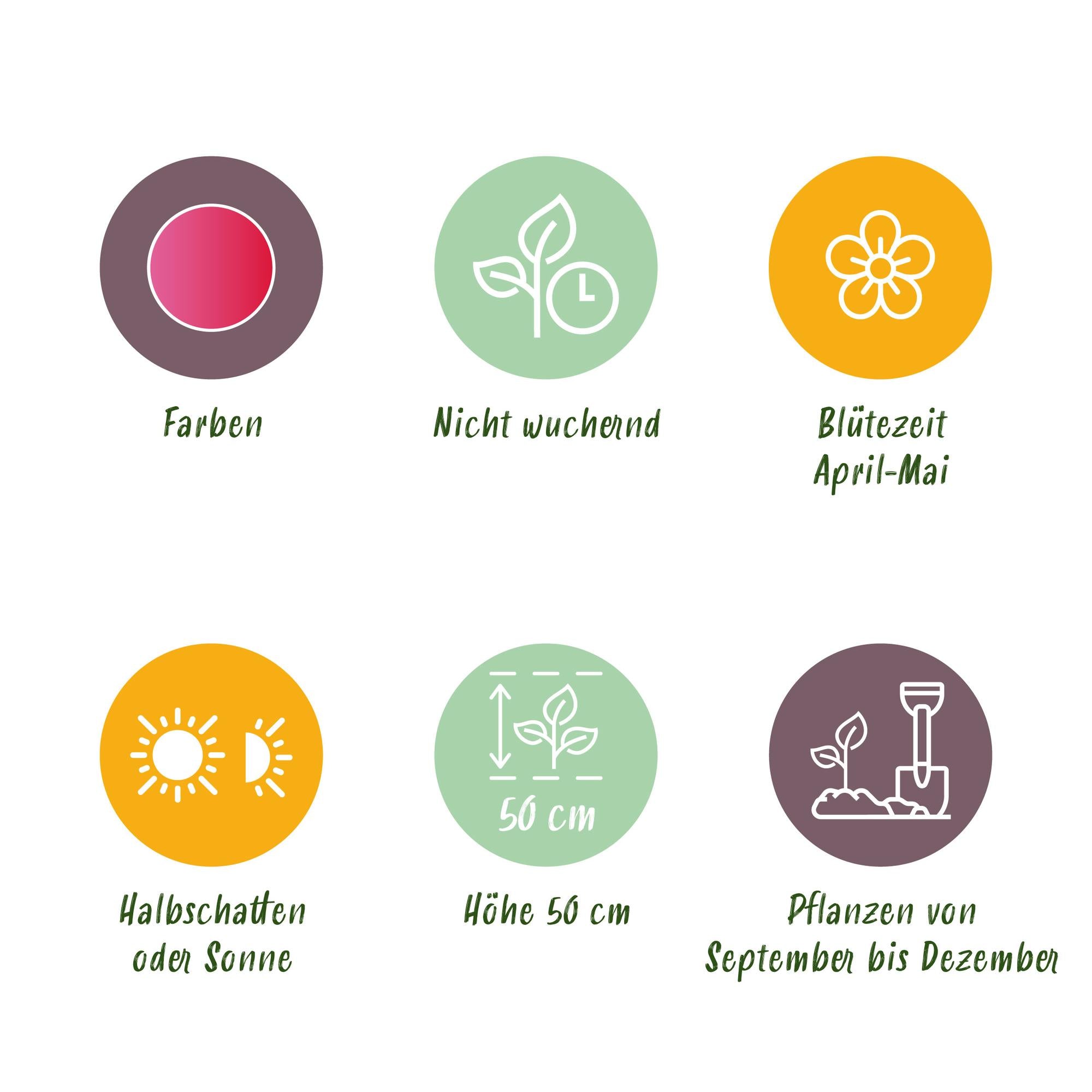 GreenboutiQ - Blumenzwiebeln - Tulp Triumph Pink - Bulbs Hardy Perennial - Farbe Rosa - 15 Stück - Zwiebelgröße 11/12 - XXL Pack