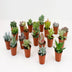 20x LOCK Plant Pots 5.5 cm - Ideal for Seedlings & Small Plants Bild 1