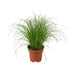 Cyperus Alternifolius Zumula (Umbrella Sedge) - Ø12cm, ↕28cm Bild 1