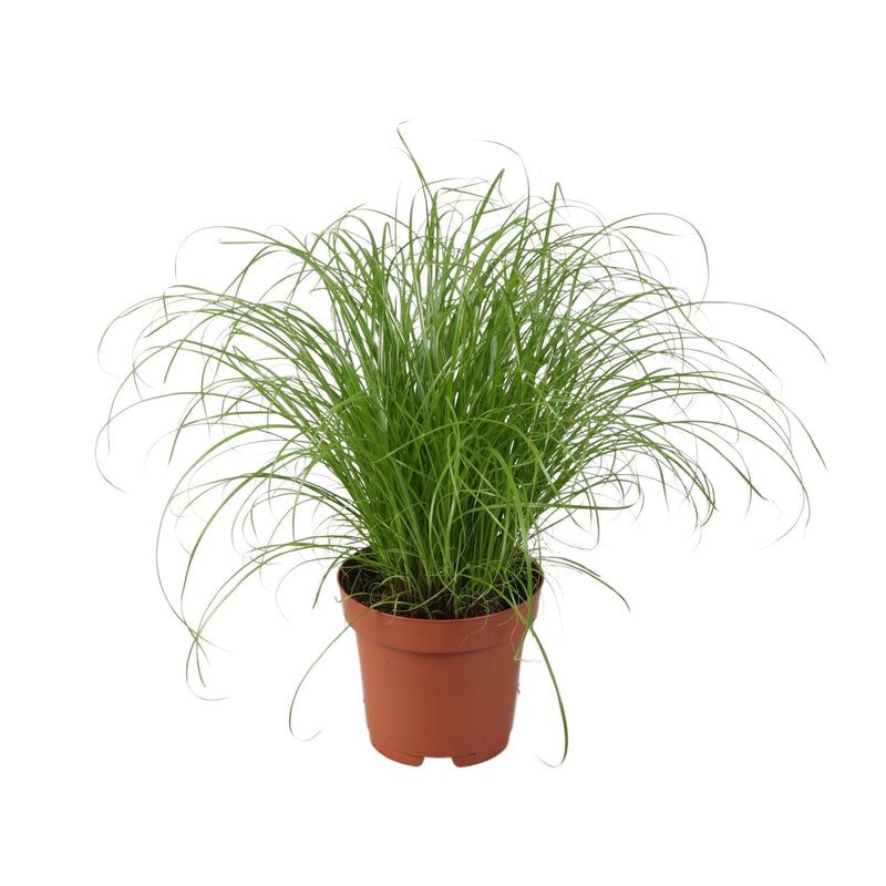 Cyperus Alternifolius Zumula (Umbrella Sedge) - Ø12cm, ↕28cm
