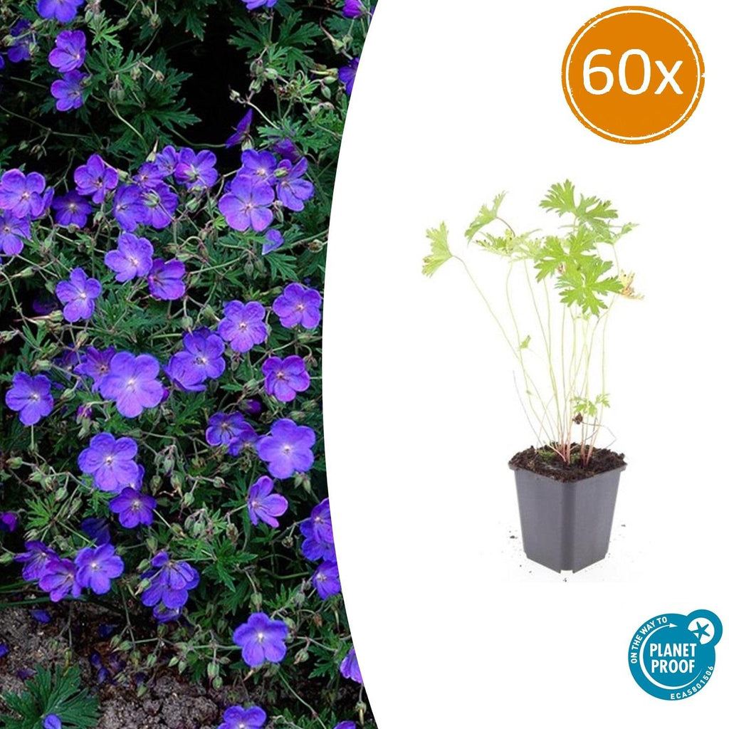 60x Geranium 'Johnson's Blue' - ↕10-25cm - Ø9cm