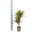 Dracaena Marginata Bicolor Topf Ø17cm, 50-70cm hoch Bild 2