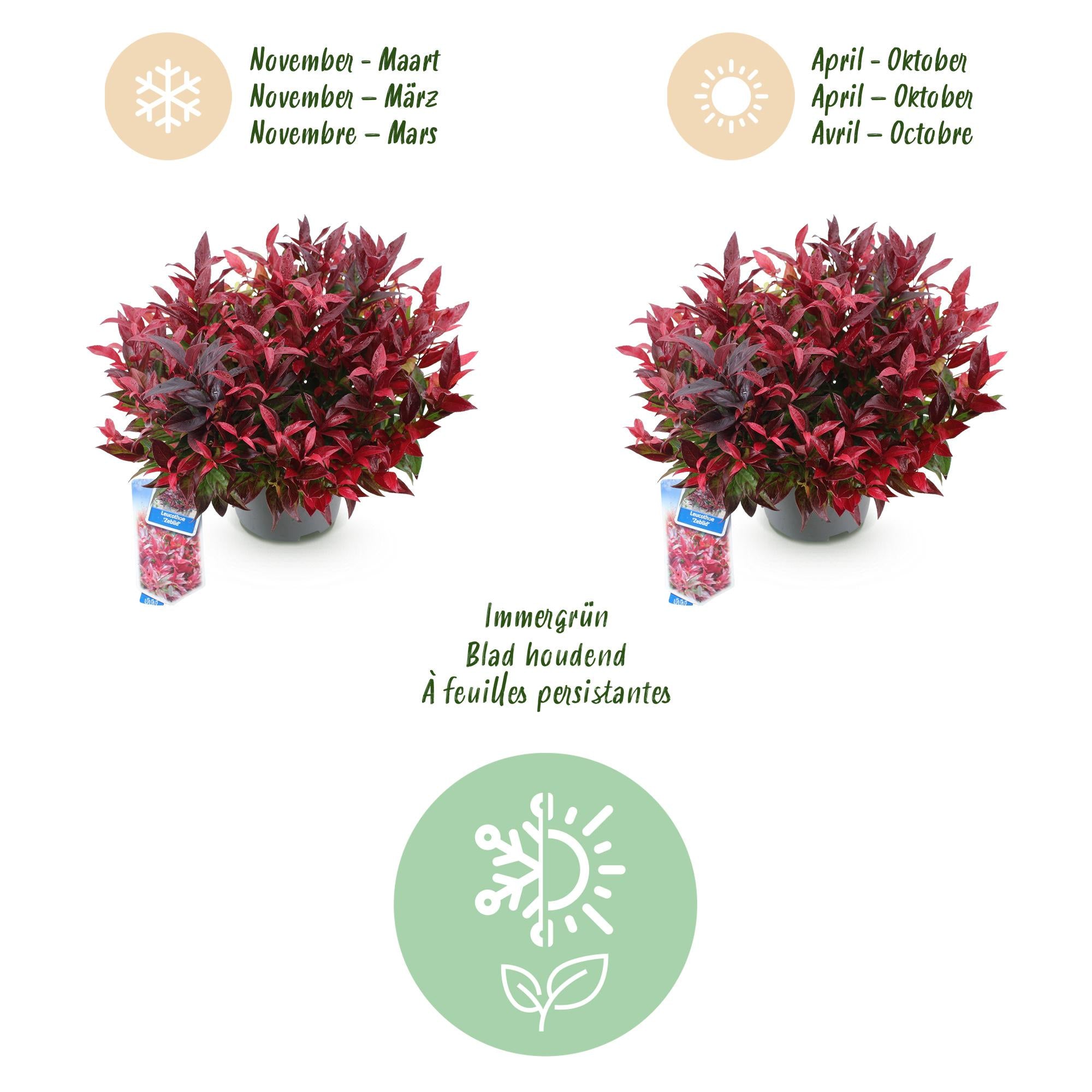 GreenboutiQ - Gartenpflanze - Leucothoe Zeblid - Rot - 1 Pflanze - Immergrün - Wenig Pflege - Topf 17cm Höhe 45cm