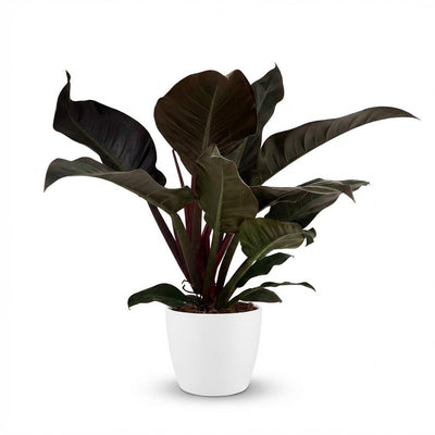 Philodendron Imperial Red - Rote Zimmerpflanze mit weißem Topf, 60cm