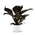 Philodendron Imperial Red - Red Houseplant with White Pot, 60cm Bild 2