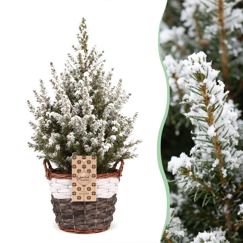 2x Picea glauca Conica - Zuckerhutfichte - Grün - Weiß - Weihnachtsbaum - inkl. Korb - Ø17cm - ↕65cm