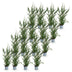 Green boutiQ - 16x Cupressocyparis leylandii 2011 - Leylandii - Heckenpflanzen - Immergrün - Grün - Topf 9cm - Höhe 30-40cm Bild 6