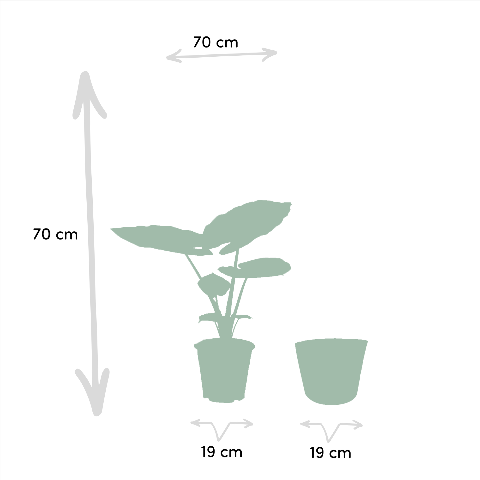 Alocasia Macrorrhiza - Ø19cm - ↕70cm + Korb Selin