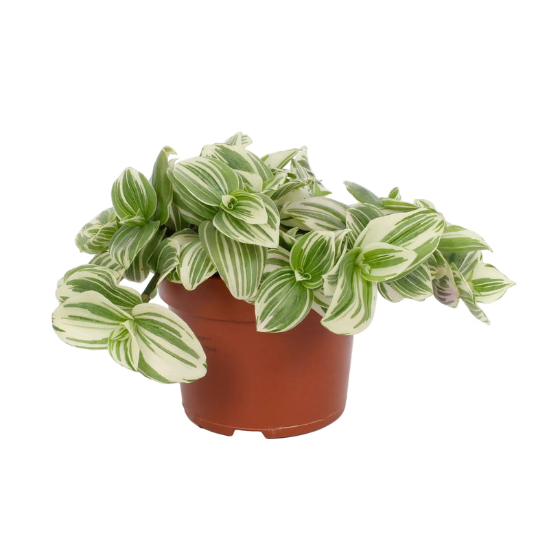 Tradescantia Albiflora 'Giant White Beach' Hängepflanze 12cm