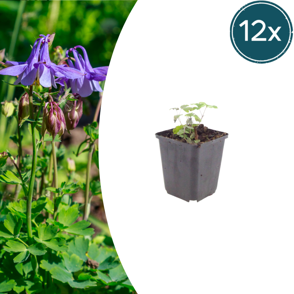 12x Aquilegia vulgaris, 10-25cm hoch, 9cm Topf