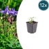 12x Common Columbine, 10-25cm tall, 9cm pot Bild 1