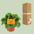 Peperomia Rana Verde: Elegant & pflegeleicht für Ihr Zuhause Bild 4