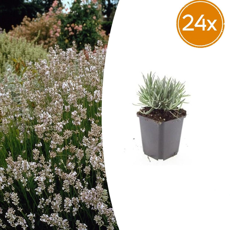 Lavendel 'Edelweiss': Weiße Blüten, Duft, Bienenfreundlich