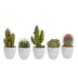 Cactus mix 5x (5.5cm pot) in white pot Bild 1