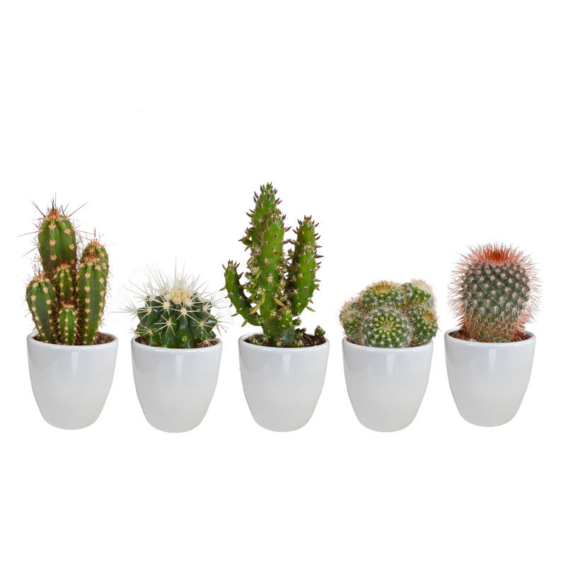 Cactus mix 5x (5.5cm pot) in white pot