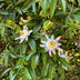 GreenboutiQ Passionsblume 'Passiflora caerulea' - 2 Pflanzen Bild 5