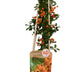 3x Pyracantha 'Soleil dOr' - Strauch 65cm - Ø15 Bild 2