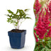 Green boutiQ - Perennial - Astilbe (A) Fanal - Plume Spirea - Shade - Red - 6 Plants - Pot 11cm - Height 15-25cm Bild 2