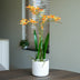 Renanthera Orchidee gelb/orange 2 Stück - Bündelprodukt - Kunstpflanzen Bild 5