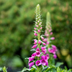 48x Digitalis purpurea (Foxglove) – 10-25cm, Ø9cm Bild 6