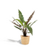 Alocasia Lauterbachiana – Elefantenohr Ø19cm, ↕80cm inkl. Korb Bild 1