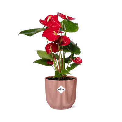 Anthurium Rot im ELHO Vibes Fold Topf - Tropische Eleganz