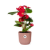 Anthurium Red in an ELHO Vibes Fold Pot - Tropical Elegance Bild 1