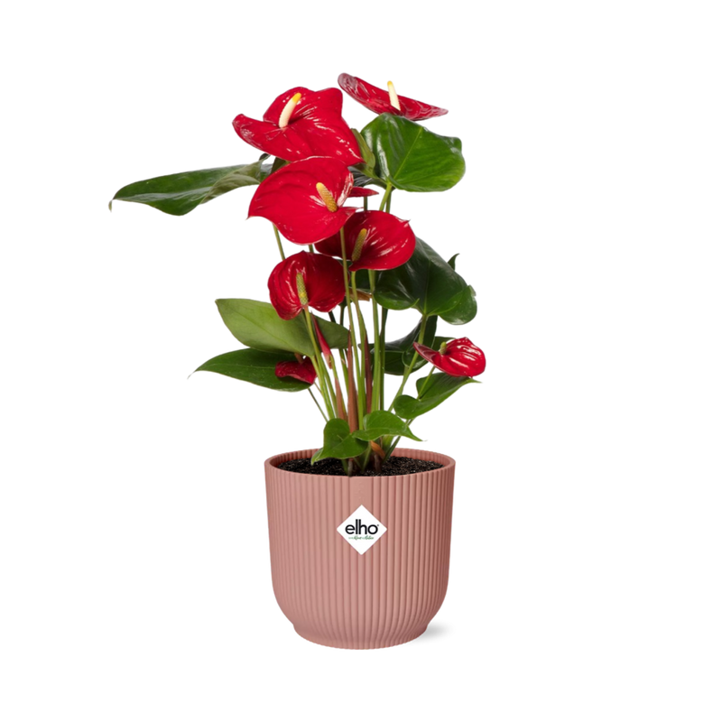 Anthurium Red in an ELHO Vibes Fold Pot - Tropical Elegance