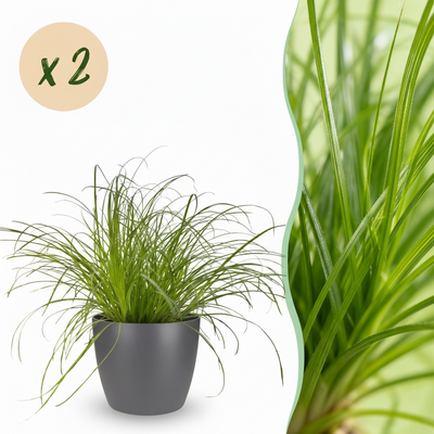 Green boutiQ 2x Cyperus alternifolius Zumula Zimmerpflanzen, Topf 12cm