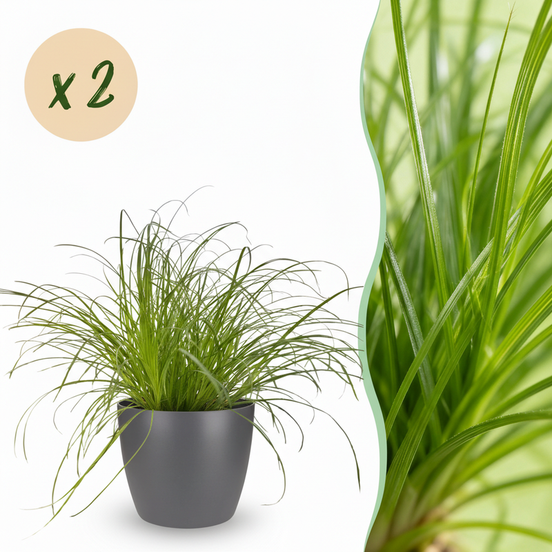 Green boutiQ 2x Cyperus alternifolius Zumula Zimmerpflanzen, Topf 12cm