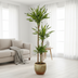 Dracaena Deremensis Rikki Ø24cm - 130-150cm Bild 6