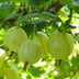 Green boutiQ - Fruit plant - Ribes uva-crispa Hinnonmäki Grün - Gooseberry - Hardy - Green Berry - 2 Plants - Pot 15cm - Height 50cm Bild 5