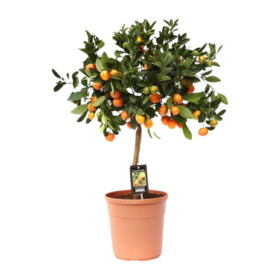 Zitrus Calamondin - Ø22cm - ↕80cm - Aromatische Früchte & Duft