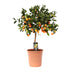 Zitrus Calamondin - Ø22cm - ↕80cm - Aromatische Früchte & Duft Bild 1