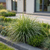 Green boutiQ - Grasses - Carex morrowii Ice Dance - Japanese Sedge - Evergreen - Cream-Green - 24 Plants - Pot 11cm - Height 15-25cm Bild 6