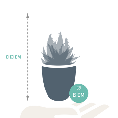 Gasteria/Haworthia-Mischung 5,5 cm: 5 Pflanzen im weißen Topf