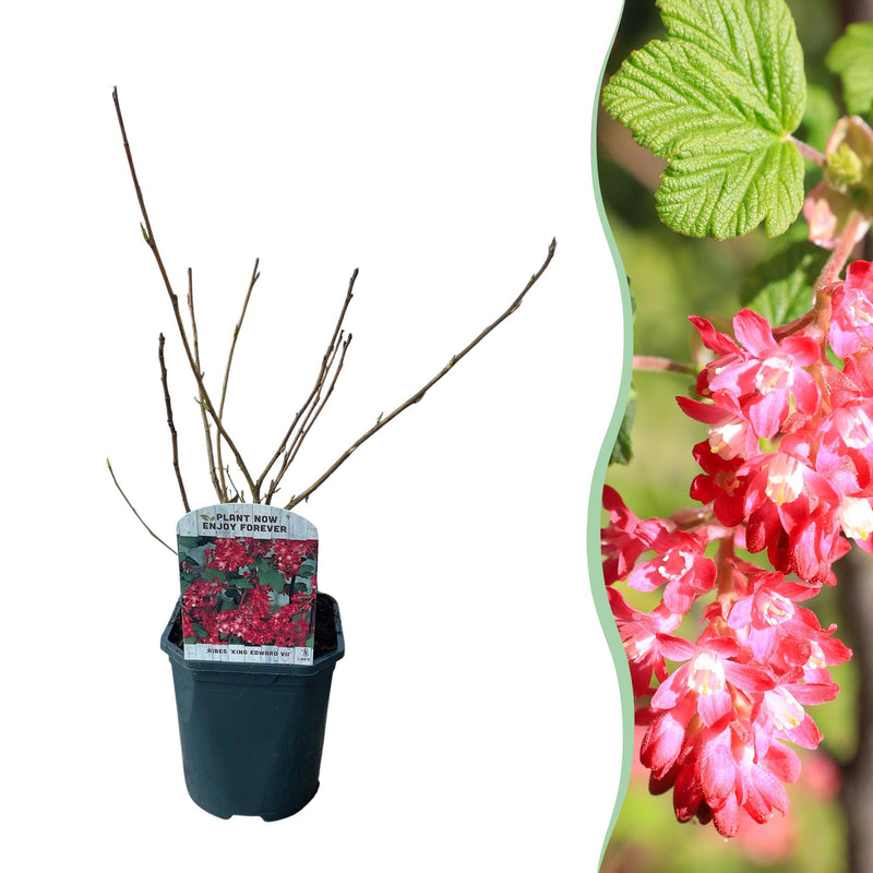 Ribes sanguineum 'Kind Edward' - Roter Blütenstrauch, 1 Pflanze, Topf 17cm