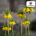 Fritillaria Bulbs - Crown Imperial Lutea - 5 pieces Bild 4