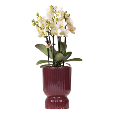 Kolibri Orchids | Weiße Lausanne Orchidee + roter Diabolo Übertopf | inkl. Gießdocht | Ø9cm | blühende Zimmerpflanze – frisch vom Züchter